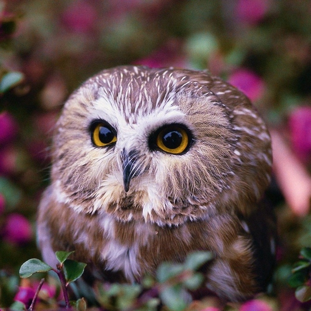 Meet your Posher, Tai